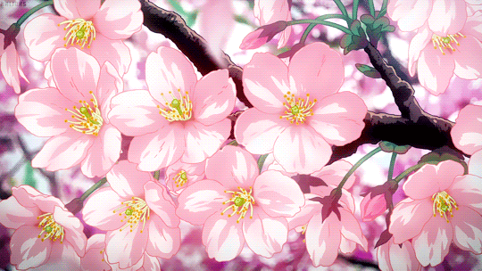 a GIF from an anime, presenting a cherry blossom branch, lush with flowers that have bloomed. pink petals fall all around.